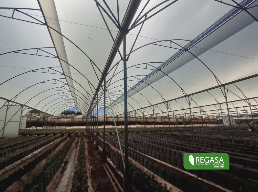 Regasa, Greenhouse, multitunnels, crops protection