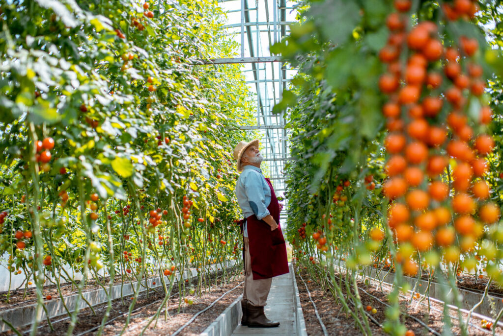 Tomatoe greenhouse in US